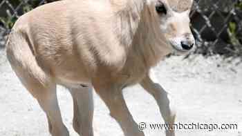 Critically Endangered Addax Calf Born at Brookfield Zoo