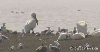 Massive Calgary-area solar project rejected in favour of wildlife conservation