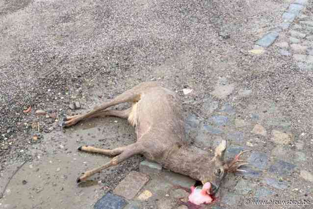 Opletten: april risicomaand om ree te rammen