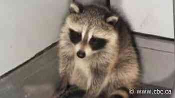 Toronto dealing with 'increase' in cases of sick, injured raccoons
