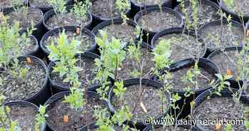Earth Day effort: Planting 500 trees in Kane County forest preserve