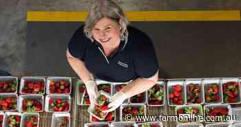 Back to the future: Strawberries to be bred for automated picking
