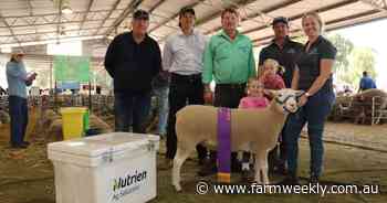 Codji Springs White Suffolk wins supreme ribbon