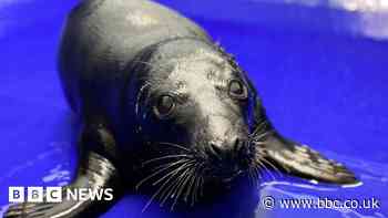 Rare black seal released back into the sea in Cornwall