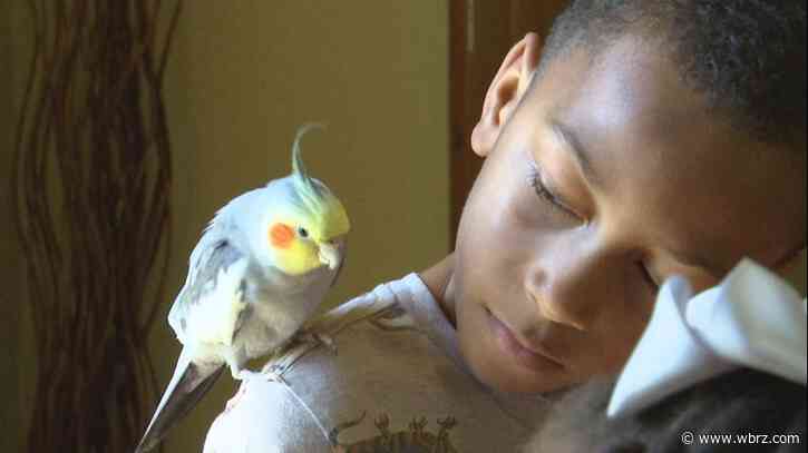 Pet cockatiel flies around Baton Rouge for four days before returning home to family
