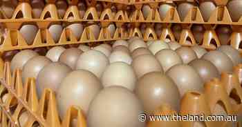 Egg industry scrambles to meet demand as consumers buy big