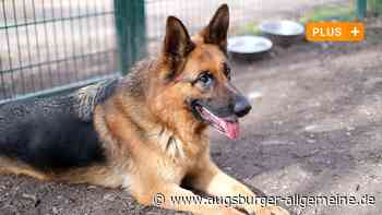 Niemand wollte ihn haben. Dann kam Familie F.