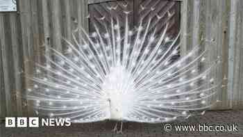 Snowy the white peacock recovering after being hit by car