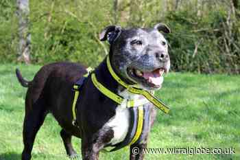 'Lively' Cassie needs your help to find forever home
