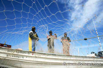 Mexico takes aim against marine animals' trafficking but criminal networks persist
