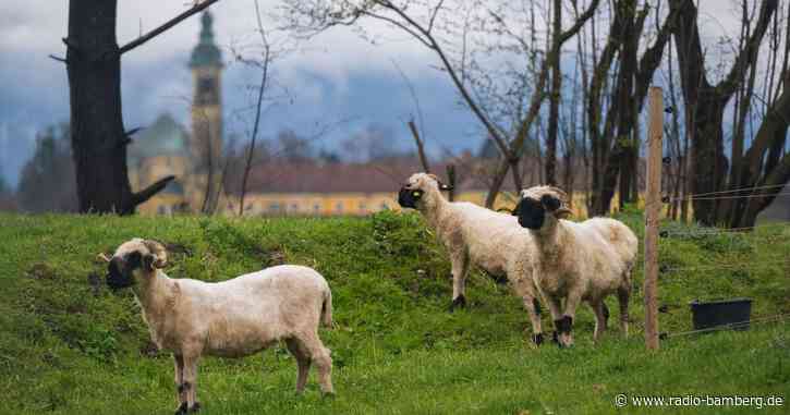 Erneut tote Schafe im Süden: Keine Hinweise auf Bär