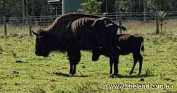 Worm-burdened bison perish at broke tourist farm