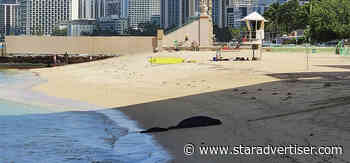 Monk seal pair enjoy ocean frolic off Kaimana Beach
