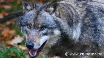 Wolf am Strand von St. Peter-Ording gesichtet