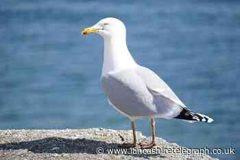 Blackpool Zoo is hiring people to become Seagull Deterrents