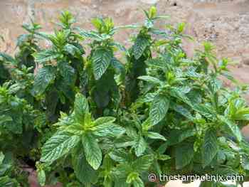 Mint a valuable plant in any garden