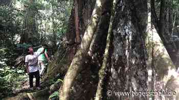 Brasilien: "Mit Ayahuasca reinigen wir unsere Seele"