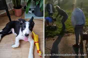 Puppy severely injured after Gladstone Park XL Bully attack