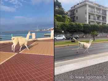 Lama in fuga dal circo per le vie di Genova: lo trovano sul lungomare