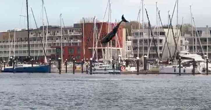 Delfin springt in Lübecker Bucht durch das Wasser