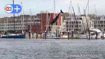 Delfin springt in Lübecker Bucht: „Delle“ verzückt Besucher in Travemünde