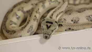 Bitburg in der Eifel: Mann geht mit Python um den Hals spazieren