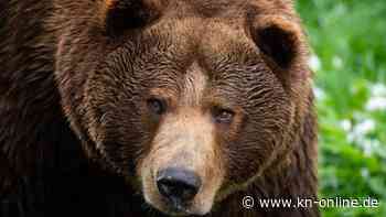 Trentino: Hunderte Menschen demonstrieren für Freilassung von „Problembärin“ Gaia