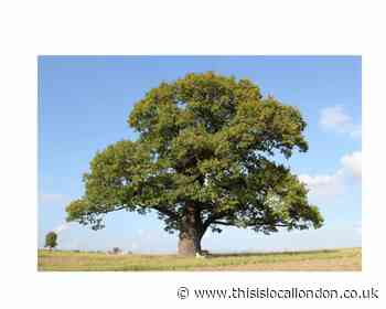 Wild Things: We must safeguard our trees