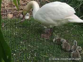 Bonne nouvelle, le cygne du Loup a eu cinq petits cygnons trop mignons