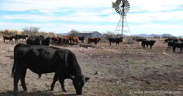Texas Cattle Found Dead, But What Happened to Their Tongues Is Even More Disturbing