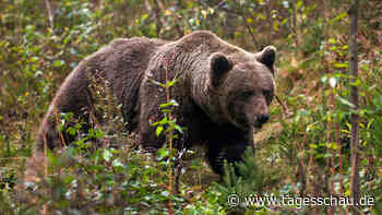 Demonstranten in Italien fordern Freilassung von "Problembärin"