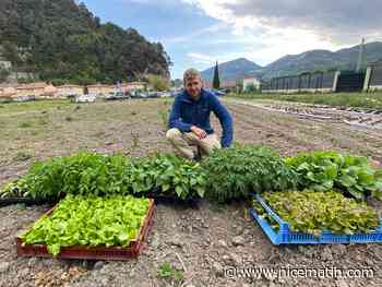 Pommes de terre, oignons, salades, blettes, betteraves… la Métropole de Nice installe un agriculteur dans l'arrière-pays