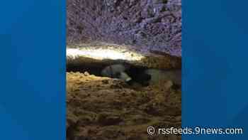 SMFR save dog trapped under porch