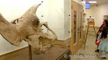 Pops the Triceratops makes its homecoming in Weld County