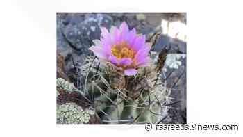 Colorado cactus to be removed from threatened and endangered species list