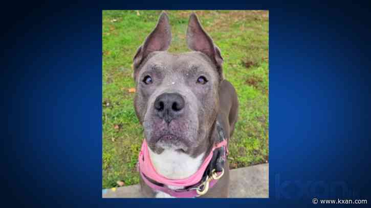 Missing Austin dog reunited with family nearly 1 year later