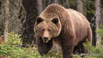 Bear aware: Indigenous elders, knowledge keepers share traditional ways to respect sacred animal