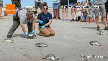 Rescue group releases 24 turtles off North Carolina coast