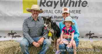 Australian Border Collie record broken at Rockhampton Working Dog Sale