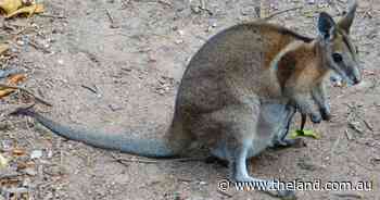 Cluster fence expansion poses opportunities for threatened fauna