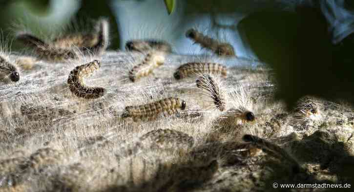 Wissenschaftsstadt Darmstadt informiert über Bekämpfung des Eichenprozessionsspinners im Stadtgebiet – Maßnahmen beginnen Anfang Mai