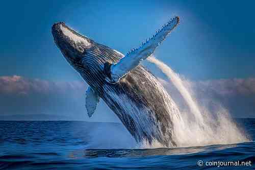 Rocket Pool price dumped as whales sold at the local top