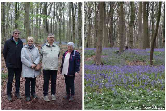 “Het is hier net zo mooi als in Halle maar rustiger”: ook in dit bos lokt paars bloementapijt heel wat kijklustigen