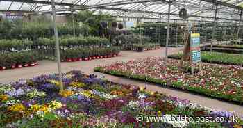 'Biggest garden plant supermarket' opens in West Country with cheap outdoor offerings