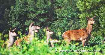 Police warning on road menace caused by soaring deer numbers