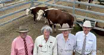 Franco Herefords to $20,000
