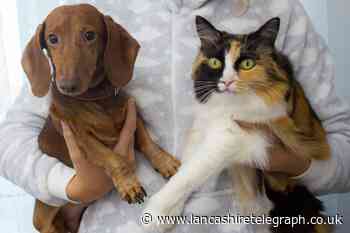 Most pet owners do not know pet first aid, PDSA warns