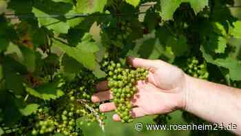 Verband: Wein wird nachhaltiger und teurer