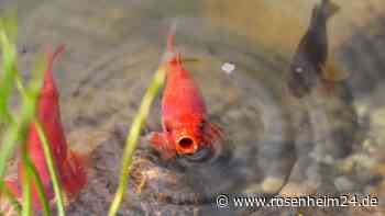 80 gestohlene Goldfische zurück im heimischen Gartenteich