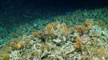 New 'pristine' coral reef discovered in Galapagos Islands
